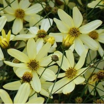 Keskenylevelű menyecskeszem - Coreopsis