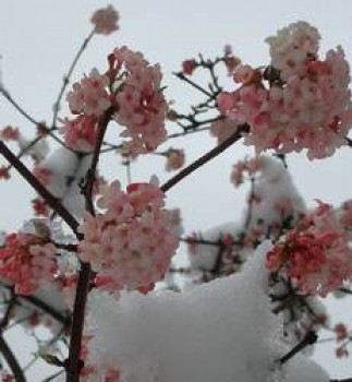 Kikeleti bangita - Viburnum bodnatense