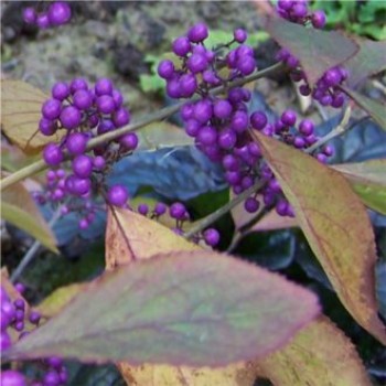 Kínai lilabogyó Callicarpa bodinieri Giraldii