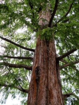 Kínai mamutfenyő, Szecsuáni ősfenyő, Metasequoia glyptostroboides Foto: smallcurio, Flickr