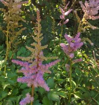 Kínai tollbuga - Astilbe chinensis Pumila talajtakaró alacsony nyár végén virágzó évelő