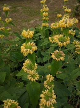 Kis-ázsiai macskahere – Phlomis russeliana