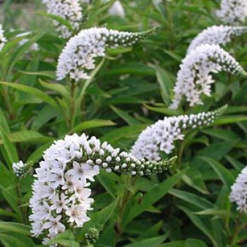 Kis ázsiai lizinka, Hattyúnyakú lizinka - Lysimachia clethroides