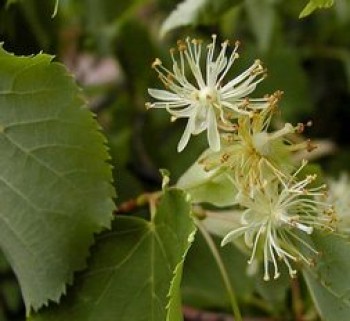 Kislevelű hársfa virág - Tilia cordata