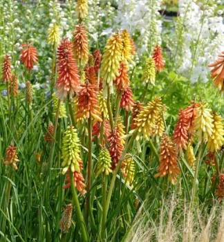 Fáklyaliliom Kniphofia Flamenco