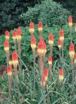 Fürtös fáklyaliliom Kniphofia uvaria Royal Castle