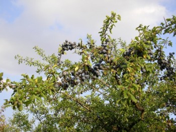 Kökény bokor ága termésekkel. Forrás: http://www.naturamediterraneo.com/forum/topic.asp?TOPIC_ID=22741