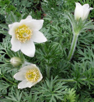 Sziklakerti évelők Kökörcsin fehér virágok - Pulsatilla vulgaris Alba