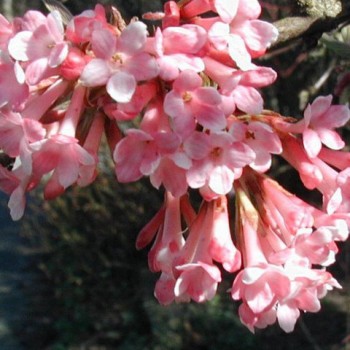 Korai bangita - Viburnum farreri - Virágos cserjék