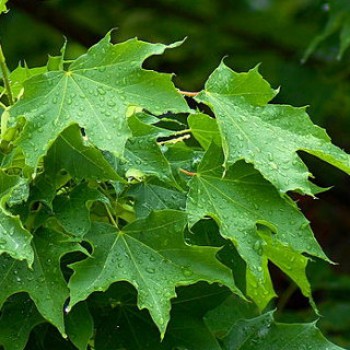 Korai juhar - Acer platanoides