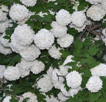 Labdarózsa Viburnum opulus Roseum