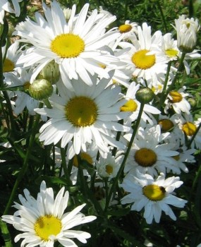 Margaréta - Leucanthemum x superbum Alaska