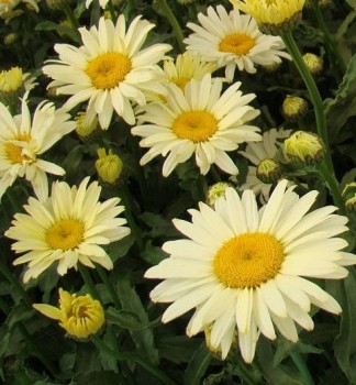 Margaréta banánsárga virágú - Leucanthemum x superbum Banana Cream