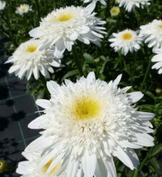 Margaréta Leucanthemum x superbum Stina