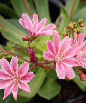 Változékony dohánygyökér – Lewisia cotyledon Elise