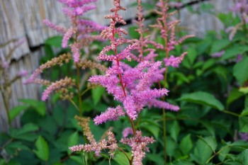 Lila virágú tollbuga - Astilbe arendsii Amethyst