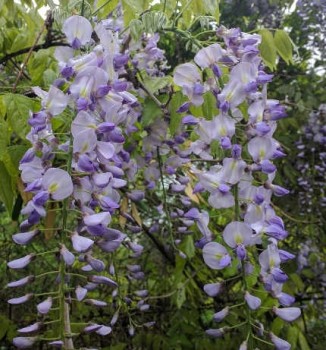 Lilaakác virágok - Wisteria sinensis