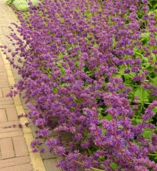 Lózsálya Salvia verticillata Purple Rain