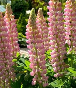 Rózsaszín csillagfürt Lupinus The Chatelaine