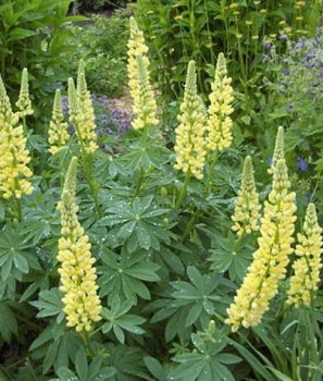 Erdei Csillagfürt sárga virágú Lupinus Chandelier