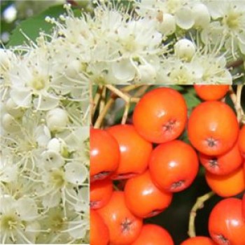 Fák, Díszfák Madárberkenye - Sorbus aucuparia