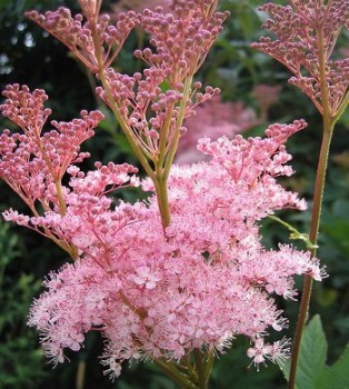 Magas legyezőfű virág - Filipendula rubra Venusta