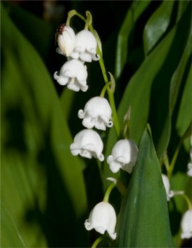 Májusi gyöngyvirág Convallaria majalis cserepes évelő virág