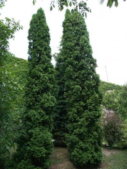 Malonyai tuja - Thuja occidentalis Malonyana - Keskeny oszlopos tuja