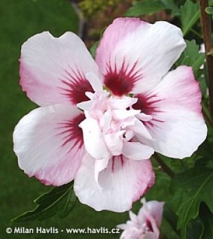 Mályvacserje rózsaszín - Hibiscus syriacus Lady Stanley