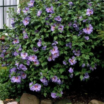 Mályvacserje virágzó bokor - Hibiscus syriacus - Forrás: http://www.burford.co.uk