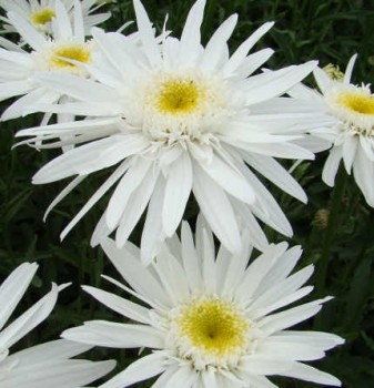 Margaréta Leucanthemum x superbum Christine Hagemann