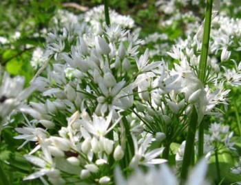 Medvehagyma Allium ursinum