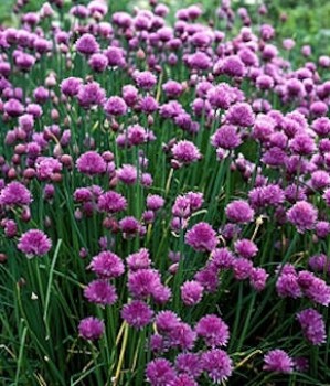 Metélőhagyma snidling Allium schoenoprasum