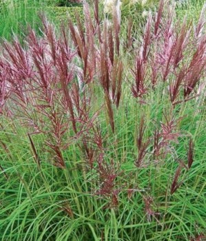 Molnárpántlika barnás-bordós - Miscanthus sinensis Red Chief