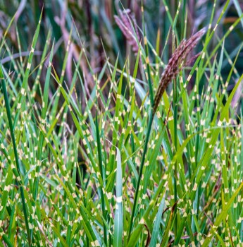 Zebrafű - Miscanthus sinensis Zebrinus