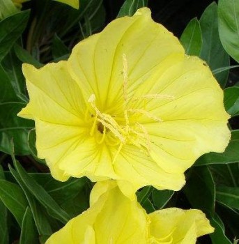 Missouri ligetszépe virág Oenothera macrocarpa