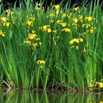 Tavi növények Mocsári nőszirom - Iris pseudoacorus