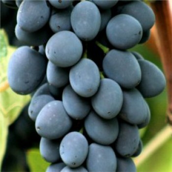 Moldova csemegeszőlő - Szőlő oltványok