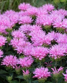 Méhbalzsam - Monarda SUGAR BUZZ Pink Frosting