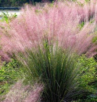 Muhly fű Muhlenbergia capillaris