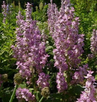 Muskotályzsálya Salvia scarlea