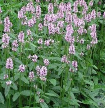 Nagyvirágú tisztesfű Stachys monieri Rosea