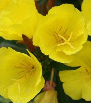 Négyszögletes ligetszépe Oenothera fruticosa Sonnenwende