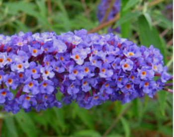 Törpe nyáriorgona - Buddleja davidii Nanho Blue