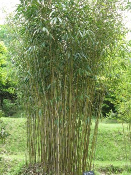 Japán nyíl bambusz - Középmagas bambuszok - Pseudosasa japonica