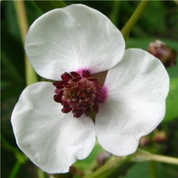 Tavi növények Nyíllevelű nyílfű virága - Sagittaria
