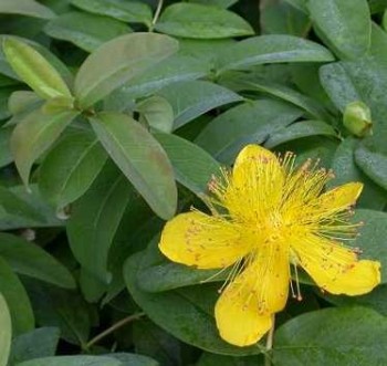 Bőrlevelű orbáncfű Hypericum calycinum