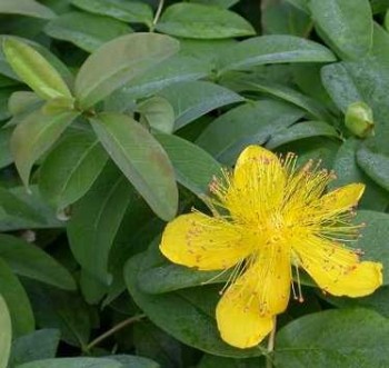 Bőrlevelű orbáncfű Hypericum calycinum