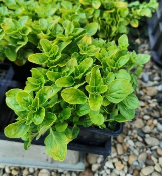 Oregánó Szurokfű sárga levelű - Origanum vulgare Aureum