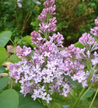 Orgona virág - Syringa vulgaris